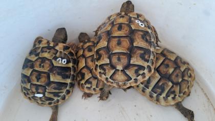 Griechische Landschildkröten Babys