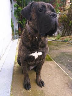 Schweiz-Zürich: Gesunde Cane Corso Welpen suchen liebevollen Lebensplatz