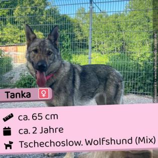 Tanka (w), 2 Jahre, 65 cm, Slowakei