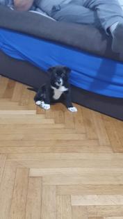 Labradormix Welpe!!!!