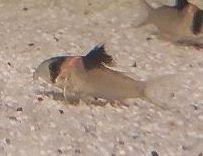 25x Corydoras Burgessi 3,5 - 4 cm **Rarität**