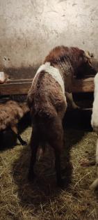 Burenziegen 1Bock & 1 tragende Ziege