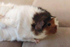 TRIXIE - weiblich 5 Jahre Rosetten-Meerschweinchen
