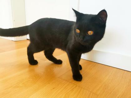 Kater BKH - schwarz/dunkelbraun - 7 Monate alt