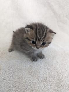 Sechs süße BKH Kitten geb. 06.05.23 suchen ab Ende Juli ein neues Zuhause