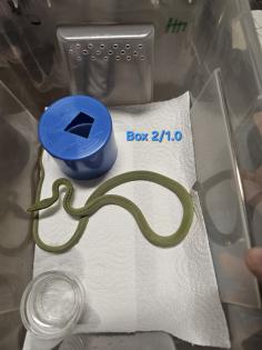 Philodryas baroni DNZ 08/25