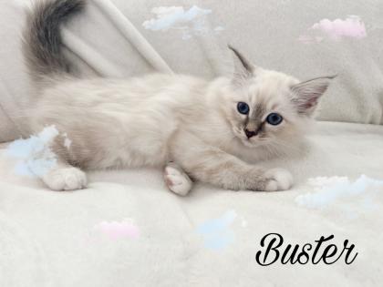 Heilige Birma Kitten / unsere zuckersüßen Wölkchen :)