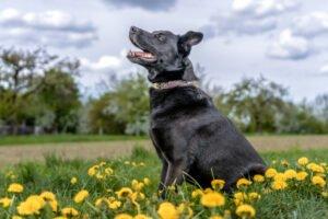 CONI -  männlich  4 Jahre  60 cm  30 kg  Mischling  Gechipt  Kastriert