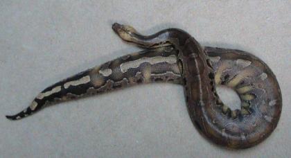 Suche 0.1 Blutpython