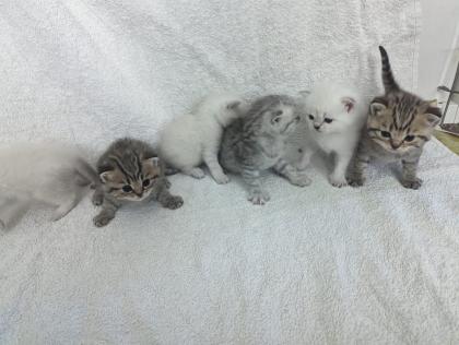 Sechs süße BKH Kitten geb. 06.05.23 suchen ab Ende Juli ein neues Zuhause