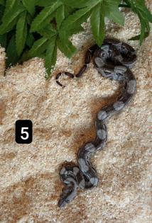 Cay Caulker Boa (Belize) Nachzuchten