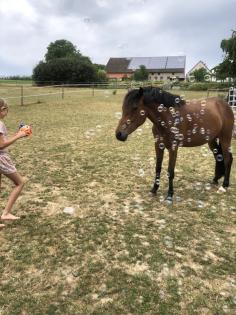 Reitpony Mix Wallach, 3 jährig, 1,45 m, Freizeit, Western, Dressur