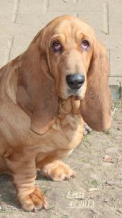 Basset Hound´s vom Nimmerland