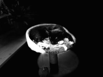 Kitten, Kätzchen, Junge, Waldkatze