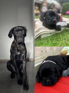 Cane Corso Wurfankündigung mit Ahnentafel