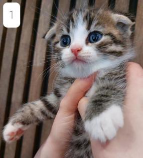 BKH Britisch Kurzhaar Katzen Scottish Fold Kater