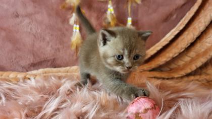 Bkh Kitten in seltener Farben.Stammbaum
