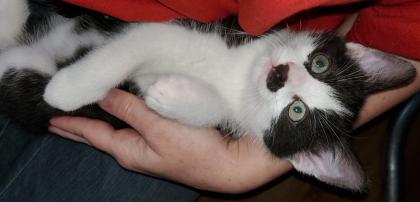 3. Kater abzugeben, Kitten, Kätzchen, männlich
