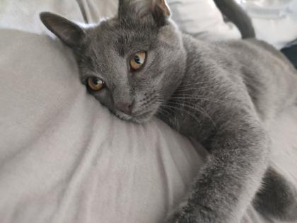 Kater , grau  4,5 Monate