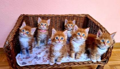 Maine Coons Kitten (ROT) red tabby 3 Weibchen & 3 Männlein