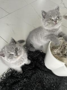 BKH Kitten mit Stammbaum und Gesundheitszeugnis