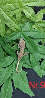 Correlophus ciliatus  Kronengeckos 0.0.12