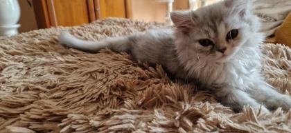 Perser Baby´s mit richtige Nase