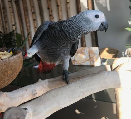 Afrikanisches Grau Papageien babys