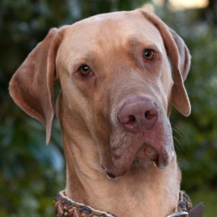 HERBERT -  männlich  1 Jahr  80 cm  48 kg  Deutsche Dogge  Gechipt