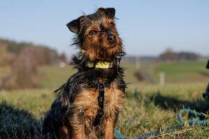 KALINKA - Yorki-Mix; weiblich, 1 Jahr, 25 cm, 3.1 kg, Gechipt, Kastriert