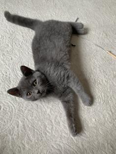 Zwei liebe BKH Kitten lilac + blue, weiblich