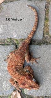 Rhacodactylus auriculatus (Höckerkopfgeckos) für HAMM