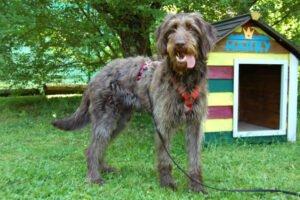 Ilse - weiblich 1 Jahr 56 cm 20 kg Labradoodle Gechipt Nicht kastriert