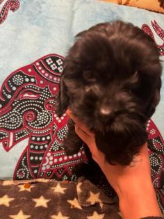 CAVALIER KING CHARLES ×PUDEL WELPEN