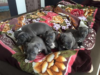 Liebevolles American Pittbull Red Nose