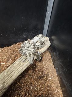 Boa Constrictor  Imperator