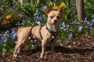 MADITA - weiblich  10 Monate  23 cm  3.5 kg  Chihuahua  Gechipt
