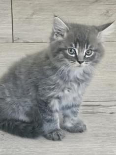 Ab 30.10.24 3 MainCoon/BKH - Mix Kitten abzugeben