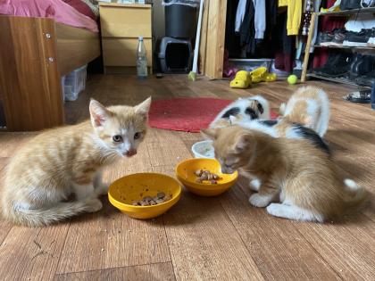 Rote Kater & Glückskatze - stubenreine, menschenbezogene Katzenbabys