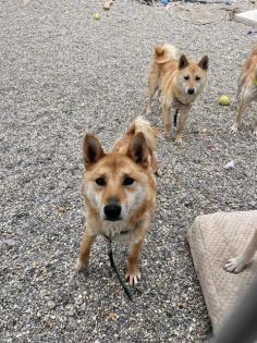 Tamayo (m), ca. 3 Jahre, 40 cm, Slowakei (NB)