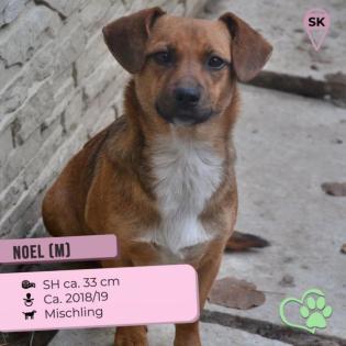 Noel...freundlich, sanft, ein liebenswerter Sonnenschein