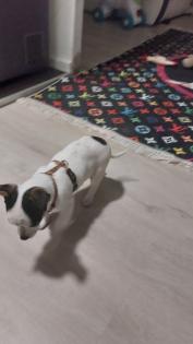 Pincher Rafi sucht liebevolle zu Hause