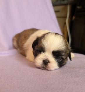 Shih Tzu Mädchen Phoebe