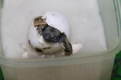 Griechische Landschildkröten (THB) 2024 abzugeben