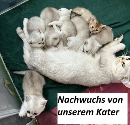 Deckkater Stammbaum blauen Augen BKH Farbe seal-silver-shaded-point ns 11-33