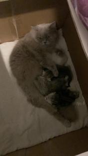 BKH (Britisch Kurz Haar) Kitten