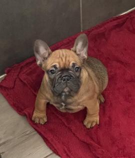 Französische Bulldoggen