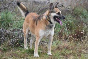 VINO - EINZELPFLEGEPLATZ GESUCHT !! Schutzgebühr: € 300,--männlich  2 Jahre  55 