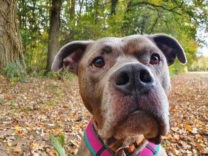 Amstaff American Stafford Terrier Puschel sucht dringend ein neues Zuhause!