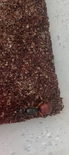 Dinomyrmex gigas Ameisenkönigin